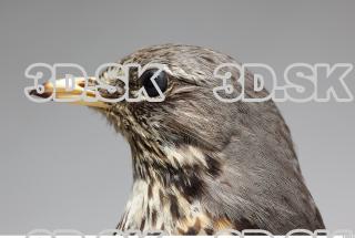 Fieldfare-Turdus pilaris 0016